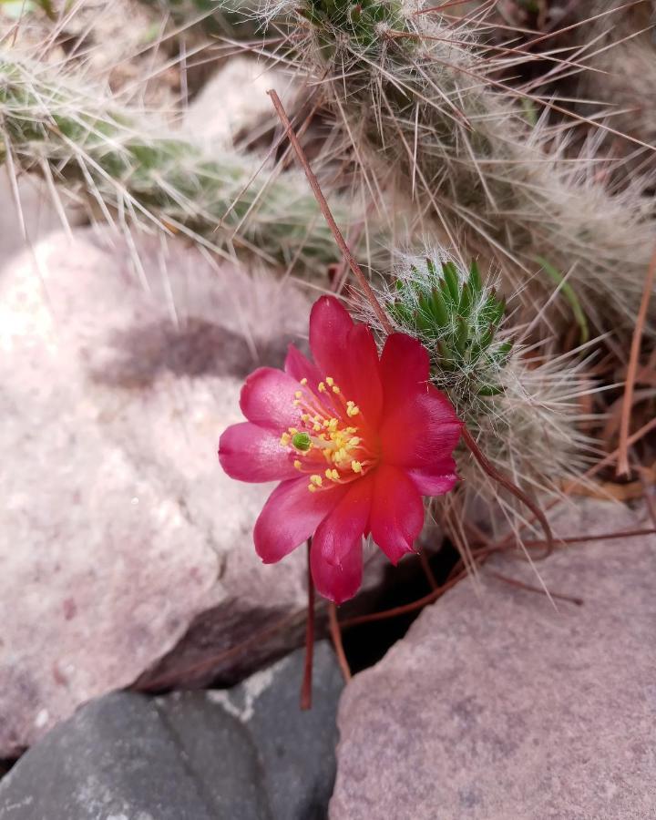 Cabana Flor De Cardon-Juella. Ngoại thất bức ảnh