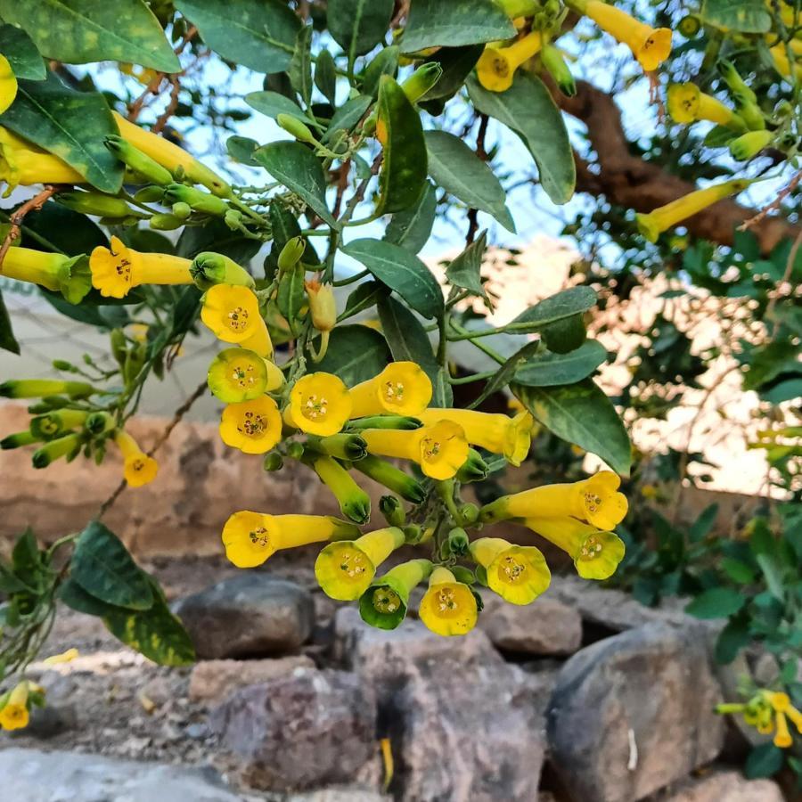 Cabana Flor De Cardon-Juella. Ngoại thất bức ảnh